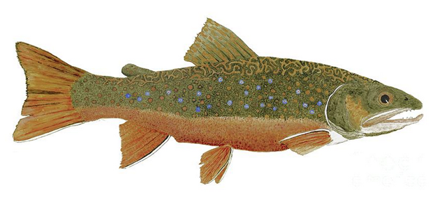 Thom Glace’s watercolor study of a wild Eastern brook trout caught in Quebec. Original is a commission of a regular client's catch. 