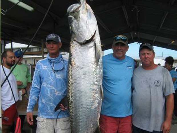 After nine were caught last year, rodeo anglers had unprecedented success killing "silver kings" this year ~ 19 tarpons were caught for the rodeo - eight in the regular division and 11 in the tag and release division. Jeff DeBlieux (from left), Kurt Cheramie and John DeBlieux, all of Houma, LA stand next to a 153-pound, 10-ounce tarpon Cheramie caught Saturday at the 88th Annual International Grand Isle Tarpon Rodeo, Louisiana. BRENT ST. GERMAIN / STAFF. 