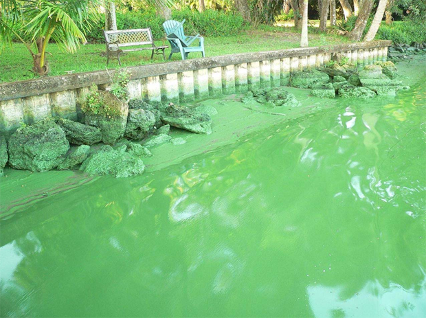 Toxic algae bloom in the Caloosahatchee River — the 75-mile-long Caloosahatchee flows west from Lake Okeechobee to the Gulf of Mexico. This toxic brew kills every living organiasm in its path and far out into the Gulf of Mexico. Flowing east from Lake Okeechobee, the same toxic stew courses through the St. Lucie River - destroying life far out into the Atlantic Ocean. If you have a cut on your hand and immerse it in this chemical soup there is a good chance you will get an infection so viral that it can kill you. The fumes from these ‘blooms’ are life threatening to wildlife, pets and humans - anything with respiratory issues.