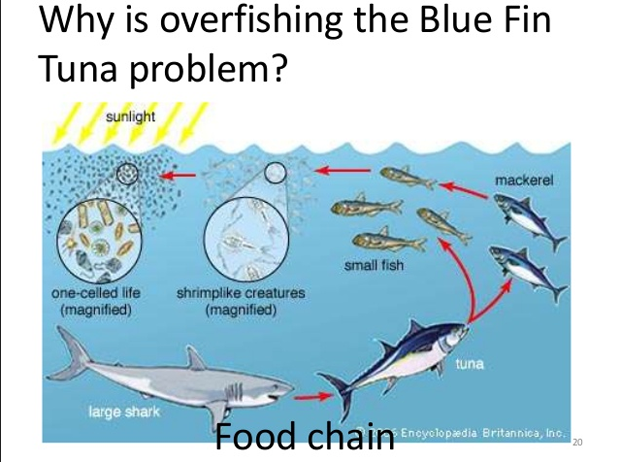 Overfishing the Blue Fin Tuna in Japan. Image slideshare.net.