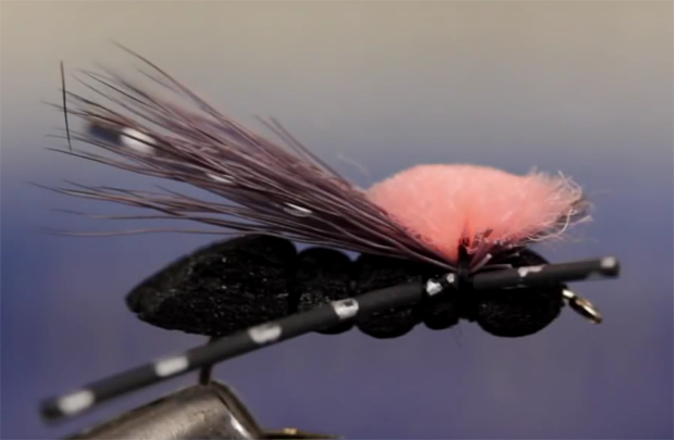 Fly Tying: If there is a terrestrial ribeye, it might be a cricket