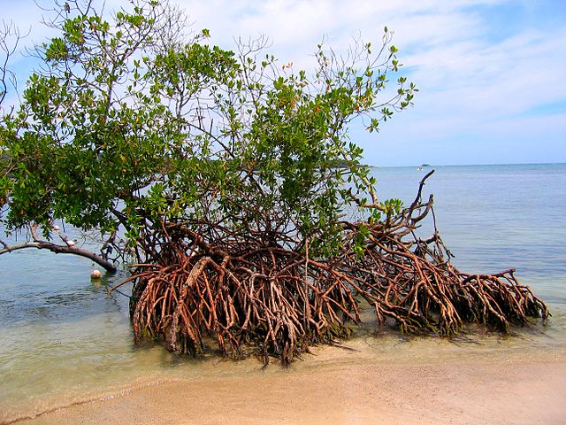 Conservation: 6 things you need to know about mangroves