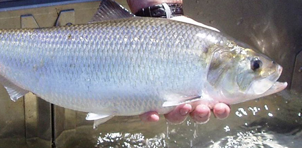 Conservation: Will River Herring and Shad get another chance?