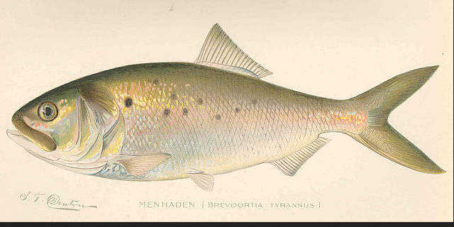Conservation: Atlantic Menhaden need your voice