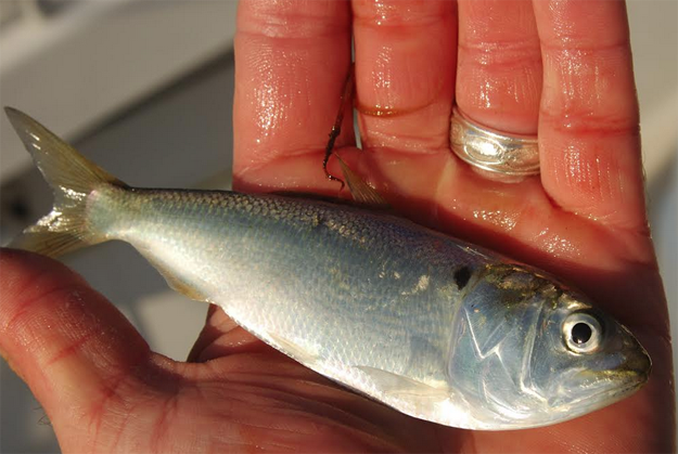 Doing The Right Thing: Menhaden Recovery – Stay the Course