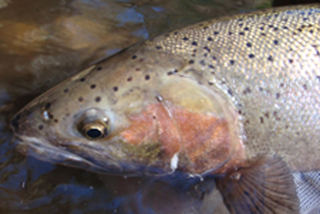 Of Interest: Clearing up Oncorhynchus mykiss as bows and steelies