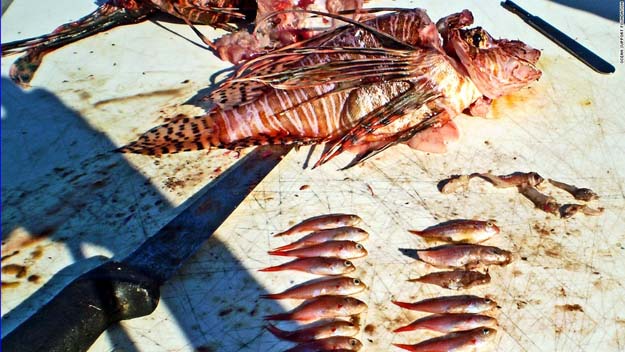 A lionfish gourges day and night. These undigested prey largess would not deter it from continuing feed. Believed to be CNN image.