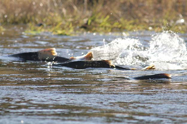 Conservation: New findings on young salmon’s perilous migration