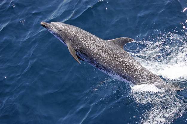 Atlantic spotted dolphin (Stenella frontalis) NOAA