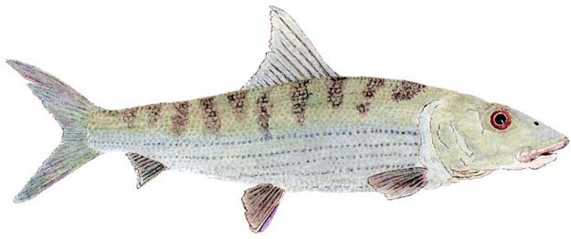 Website Famous water colorist Thom Glace’s bonefish. 