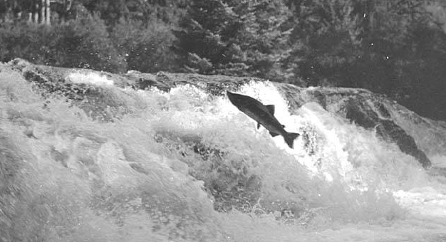News: BC’s world renowned wild salmon rivers spared, for now