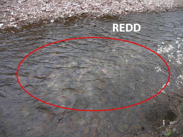 Redd showing due to the excavated and then repiled gravel at the bottom of Nile Brook in Cape Breton. Date was Nov. 11, 2016. Photo Greg Lovely.