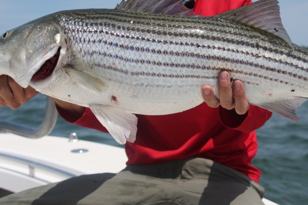 News: NOAA releases data on illegal striped bass poaching ring