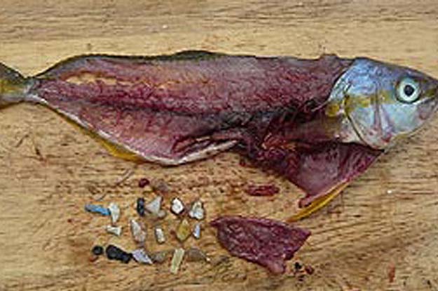 Plastic found in rainbow runner fish guts. Photo by Algalita Marine Research Foundation . 
