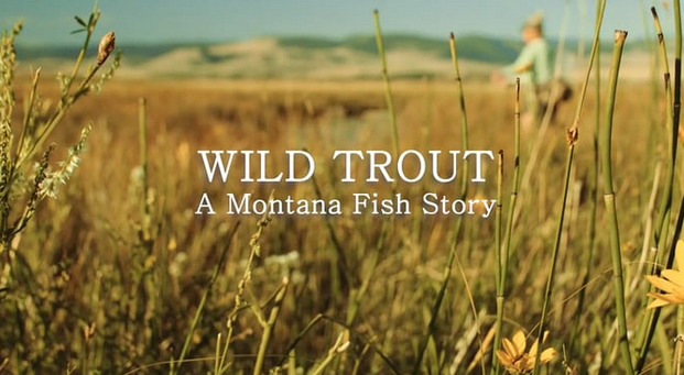 Video: Wild Trout- A Montana Fish Story
