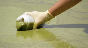 Algae blooms are a disaster...