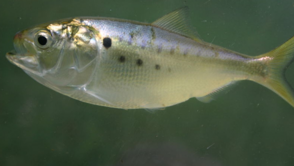 Menhaden are of fundamental importance to the oceans delicate balance ecosystem
