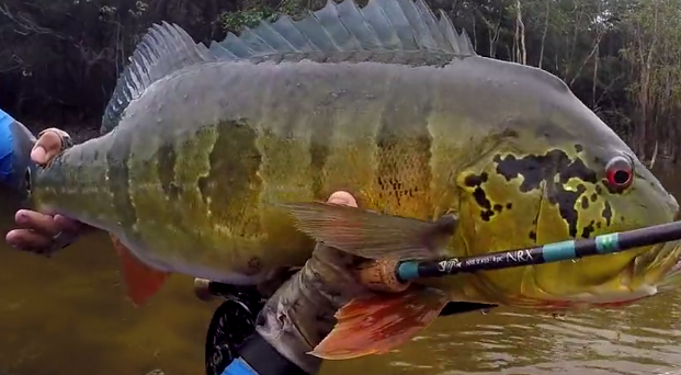 Video: Peacock Bass of the Amazon