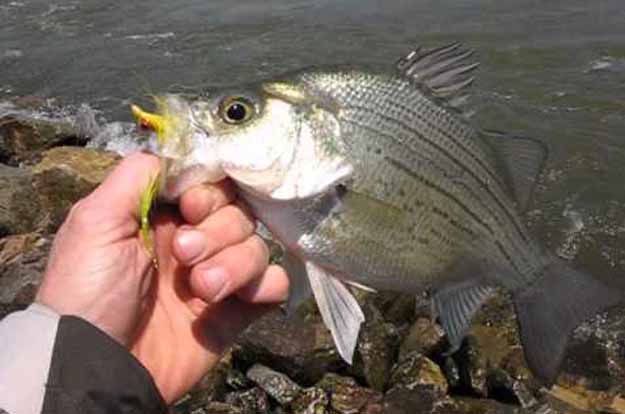 White bass, the under-rated fly fishing target