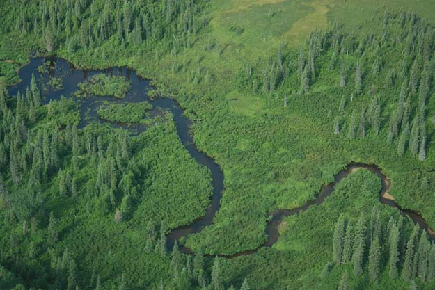 Aerial photo of Middle Creek, a tributary of the Chuitna River which PacRim plans to completely destroy to extract coal. Photo courtesy of Alaskans First. 