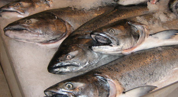 Norway’s land based alternative to net pen salmon farms