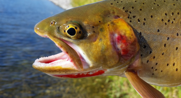 Trout, legacy introductions and climate change