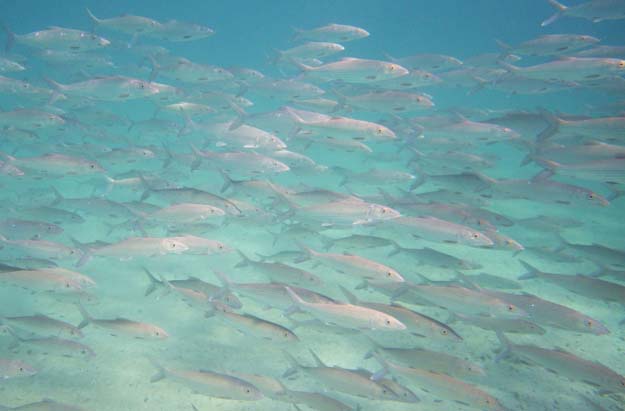 Bonefish pre-spawn site discovered in Andros