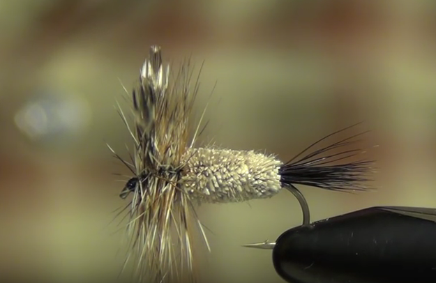 At The Vise: The Adams knows no home
