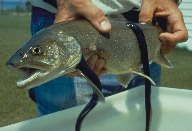 The Great Lakes, a fishery with worries