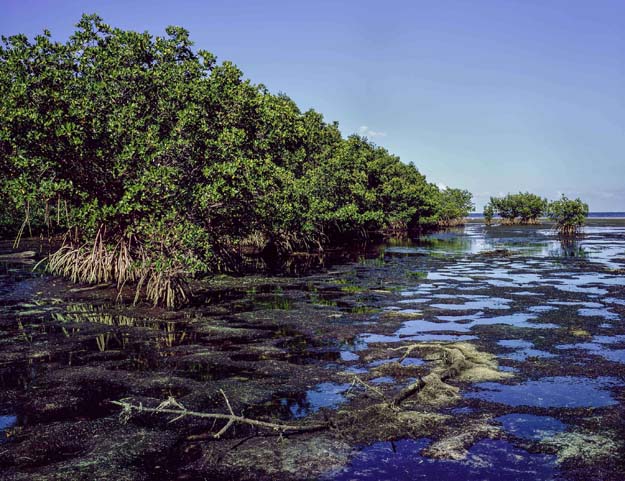 Coastal habitat, an artful look at South Florida