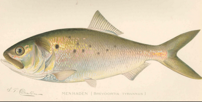 It’s time to show up and speak out for Menhaden