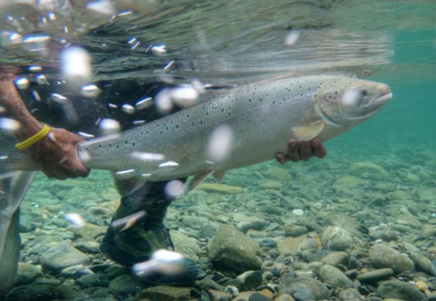 No wild salmon return to historic New Brunswick river in 2017