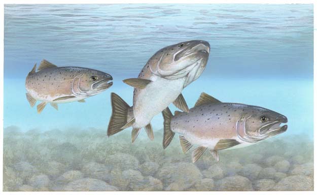 Atlantic salmon and two-legged migration