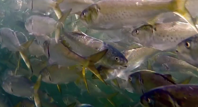 Video: Menhaden conservation video hits home