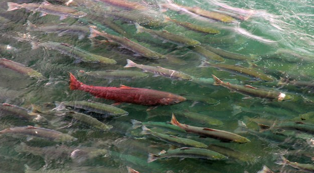 Anadromous Fish Migration