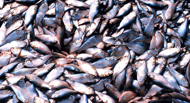 Fissues on the Menhaden Fishery Management Plan