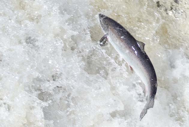 Bass population explodes at expense of Atlantic salmon