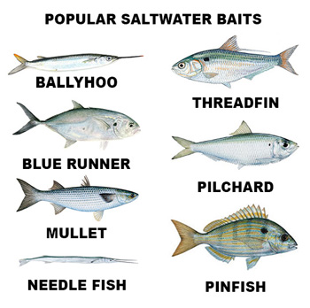 saltwater bait baitfish nacl regardless