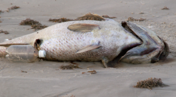 Red tide likely causing Keys fish kills