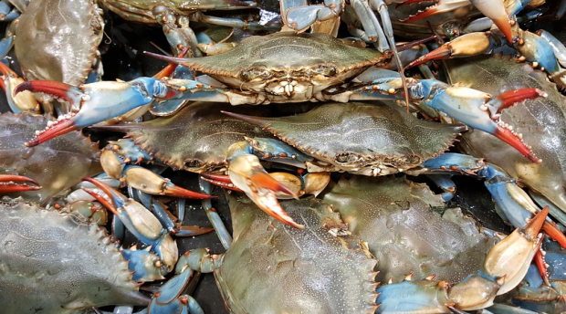 Grass is back in the Chesapeake, and crabs will follow