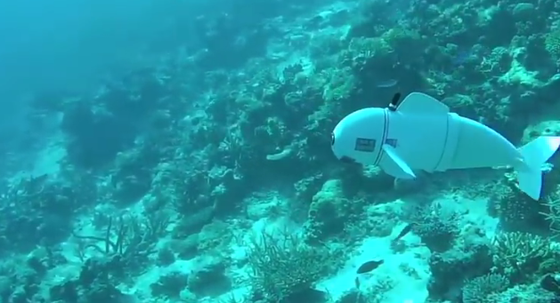 Robotic fish may help to monitor ocean health