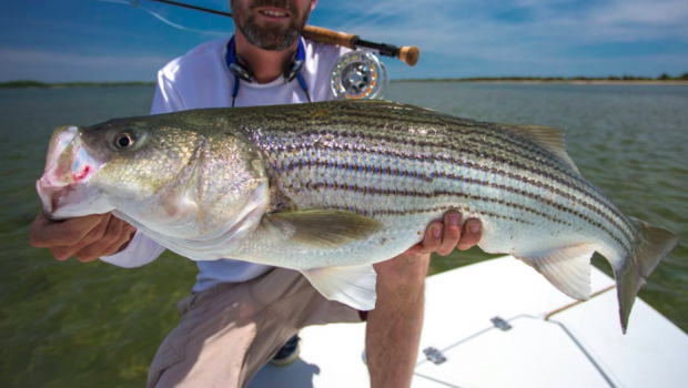 Striped Bass on the Flats