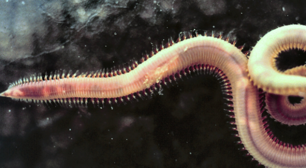 Marine worms are the $7.5 Billion industry you haven't heard of ...