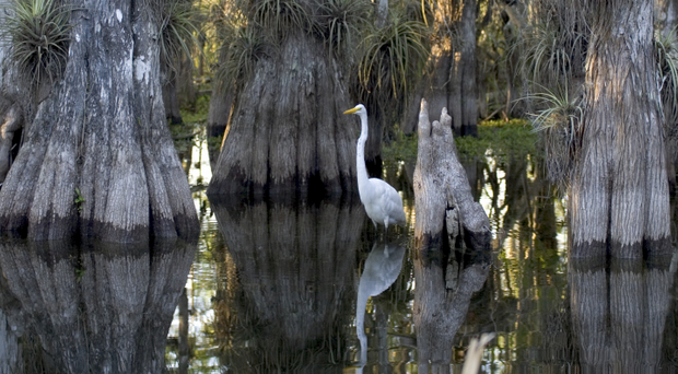 Which FL governor candidate would be best for the Everglades?