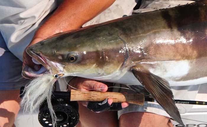 Cobia: an oft overlooked fly rod quarry
