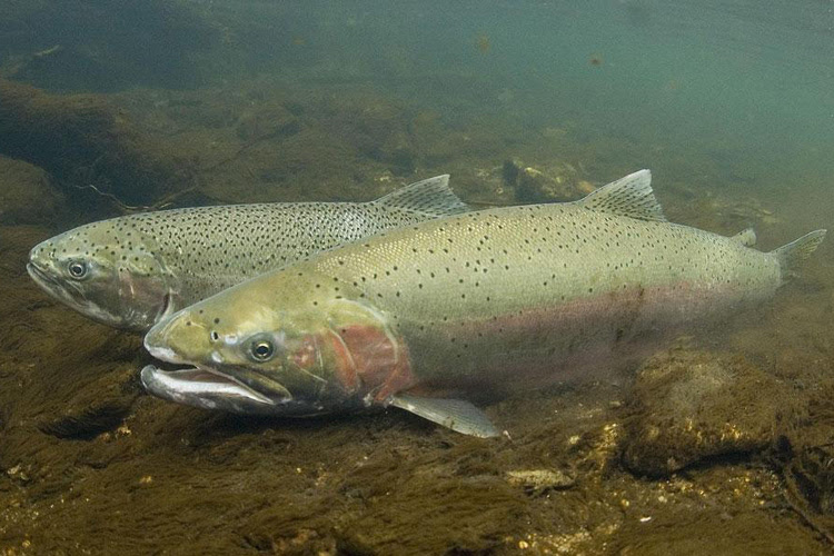 Good News – Skagit River Steelhead Fishery Plan Approved