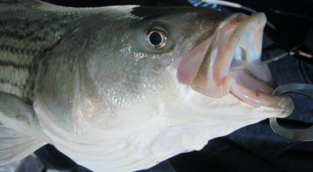 VA proposal for tighter oversight of recreational striped bass catch dies