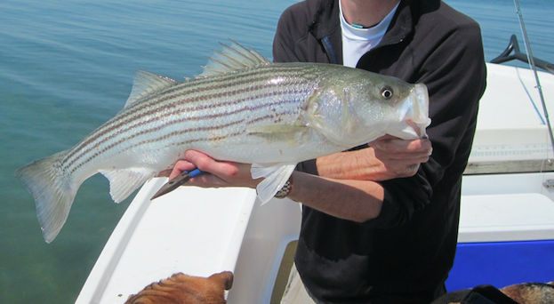 Marlyland’s new striped bass regulations effective May 16