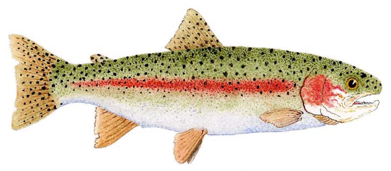 Best Practices: Cleaning and freezing your fish - Fly Life Magazine