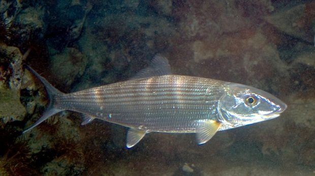 It’s time to ratchet up bonefish conservation, scientists say
